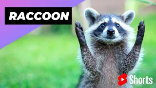 Raccoon 🦝 One Alternative Animal To Have As A Pet #shorts