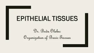 ORGANIZATION OF EPITHELIAL TISSUES: LECTURE & PRACTICAL DEMONSTRATION