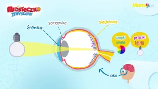 Miasteczko Zmysłów: Jak działa wzrok? Film edukacyjny dla dzieci
