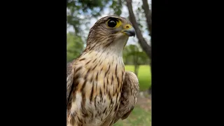 Merlin Rescue