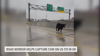 'UDDER' CHAOS | Video shows cow running loose on S-curve in Grand Rapids