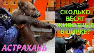 В Астраханском Цирке взвешивали животных!