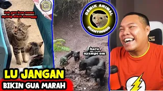 KETIKA BINATANG BISA ADU MULUT 🤣 - Reaction Demik Animal