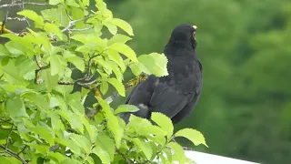 Gesang der Amsel