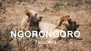 LIONS ATTACK at NGORONGORO CRATER | Tanzania