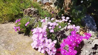 Ahora es el momento I El Sueño Jardín Botánico