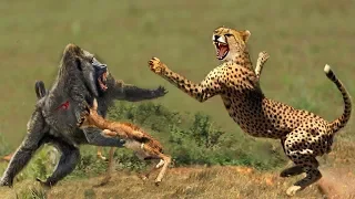 Amazing Moments You Wouldn’t Believe if They Weren’t Recorded | Animals Documentary 2018!