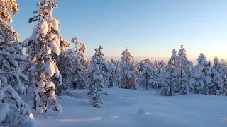 Spending Christmas in Skellefteå, Sweden