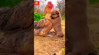 PUPPY AND HEN FRIENDSHIP