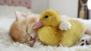 Kitten sleeps sweetly with the Duckling 🥰