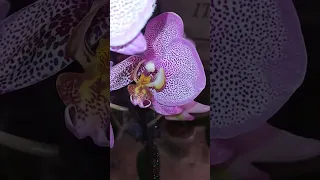 Моя крапистая орхидея  безымяшка, размер цветка 10 см