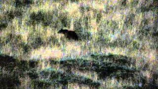 Young brown bear on Velebit mountain, Croatia