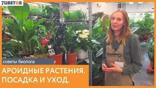 Ароидные растения - выбор, посадка и уход | Советы биолога 7ЦВЕТОВ