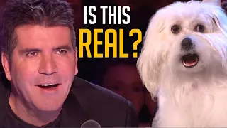 Talking Dog on BGT Is Everything Simon Cowell EVER Wanted!