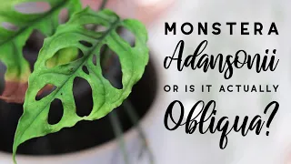 Monstera adansonii vs obliqua : Differences and an In-Depth Comparison | FEATURING A REAL OBLIQUA!