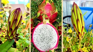 How to grow Dragon Fruit at home Pitaya - Dragon Fruit - what kind of fruit