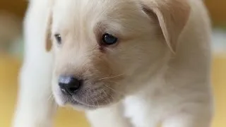 Puppy Opens its Eyes for the First Time | Puppy Senses | Secret Life of Dogs | BBC Earth