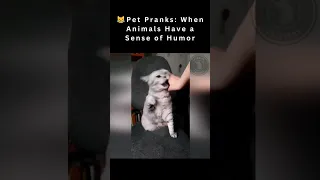 🤣Laughing Critters EP 61 | Pet Pranks: When Animals Have a Sense of Humor😹 |#shorts