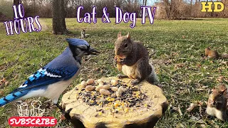 10-Hour Dog & Cat TV 😺🐶📺 | Squirrels, Bluejays, Cardinals, Chickadees & Titmice | 🐦🐿🐿