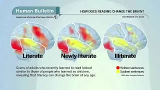 Science Bulletins: How Does Reading Change the Brain?