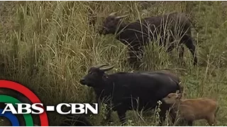 TV Patrol: Tamaraw Conservation Program, sinimulan sa Mindoro