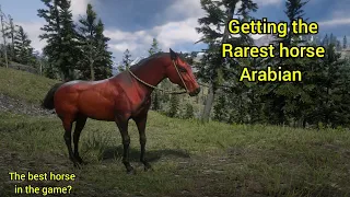 Getting the Rarest horse Arabian