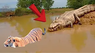 Top Crocodile VS Big Cat Moments | Who would win? | Crocodile VS Lion, Tiger, Cheetah, Leopard