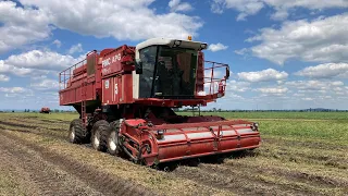 PMC 979-CT - CAB VIEW I Pea Harvest 2023 I Erbsen Ernte 2023 I Zöldborsó Betakarítás 2023