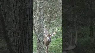 Giant Framed Buck named SCISSORS ✂️ #deerhunt #hunting #deersociety #outdoors #whitetailedge