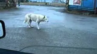 Dog dancingСобака-танцевака