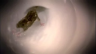 Did You Know Rats Can Invade Through Your Toilet?!