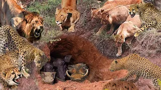 Leopards And Lions Join Forces To Capture The Wild Boar Family  Leopards, Lions VS Wild Boar
