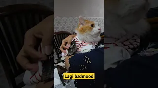 Dapat Angpau #trending #cat #funnyvideos #cats #kucing #pet #animal #pets #viral #dogs #dog #animals