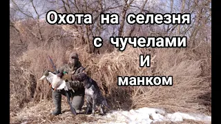 Весенняя охота на селезня с чучелами и манком!