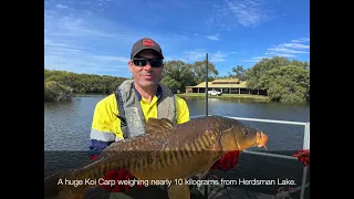 Feral Koi Carp – scourge of the wetlands.  A cautionary environmental tale from Perth.