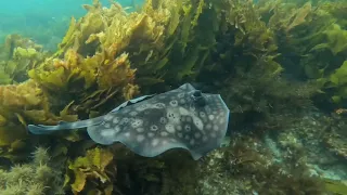 Snorkelling The Cove & Cottesloe Reef