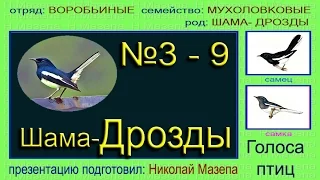 Дрозды-шама мухоловковые. Голоса птиц