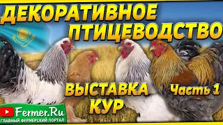 Величественные Брамы различных окрасов на выставке породных кур в Шымкенте. Эксперт А.Б. Вахрамеев