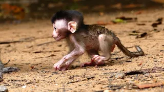 Very Impressive Newborn Monkey Tilly Fall Back Many Time In Shaking Motion Try To Walk Behind Mom.