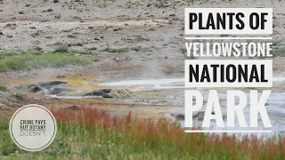 Plants of Yellowstone National Park