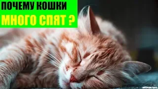 Почему кошки много спят?