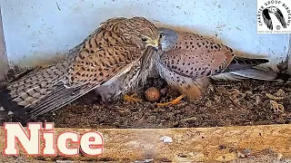 Watch As A Male Kestrel Surprises His Mate With A Small Skink Lizard Before Checking On Their Egg!