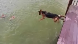 Harley the German Shepherd Diving off Dock - Dog Jumping off Dock