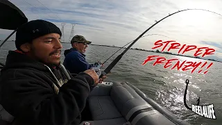 Striper frenzy in Rio Vista