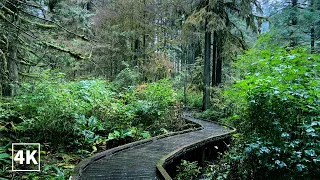 Rain Walking In The Forest - 4K Relaxing Walk In North Vancouver BC Canada