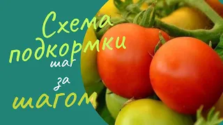 Схема подкормок для томатов в июле августе.