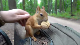 Подборка с Копией. И немного про других белок / A selection with Copy and about other squirrels