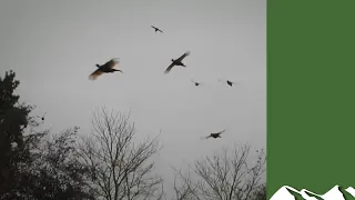 Blowy Hampshire driven pheasants