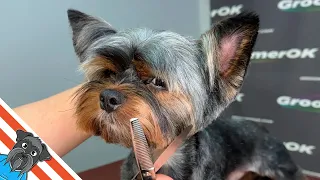 Modern Yorkie Grooming | Mastering the Art from Start to Finish
