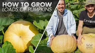 6 Tips to grow loads of Pumpkins at home!